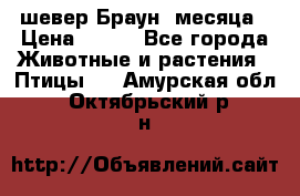 шевер Браун 2месяца › Цена ­ 200 - Все города Животные и растения » Птицы   . Амурская обл.,Октябрьский р-н